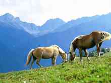Haflinger